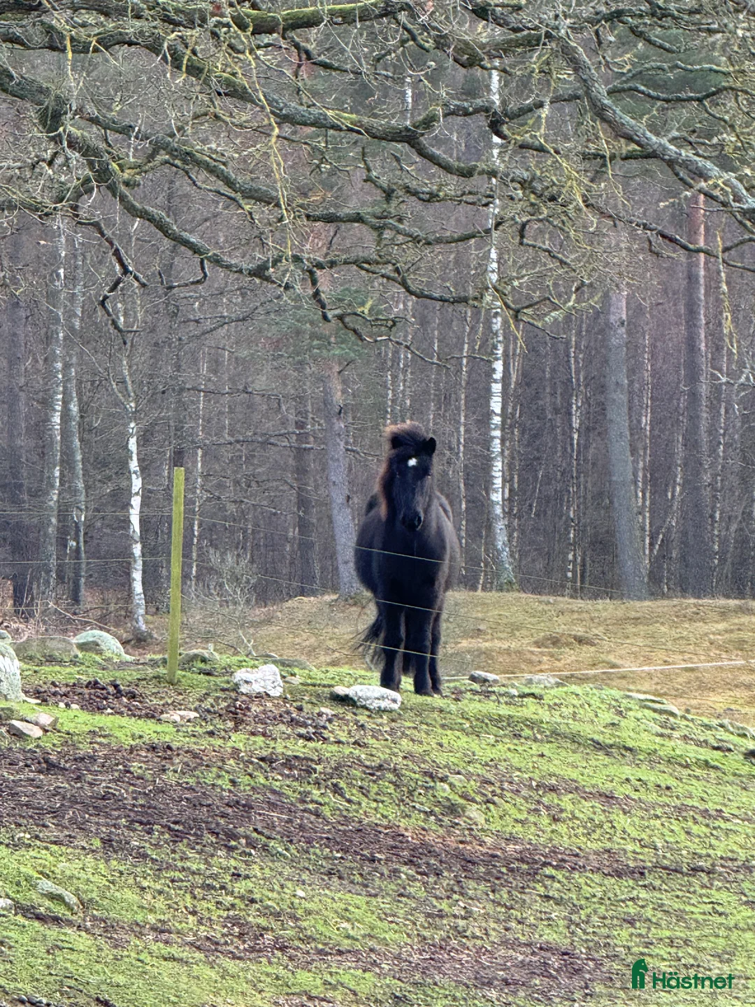 Island hästar till salu: Svart islandsvalack f.2018 - Annons 3