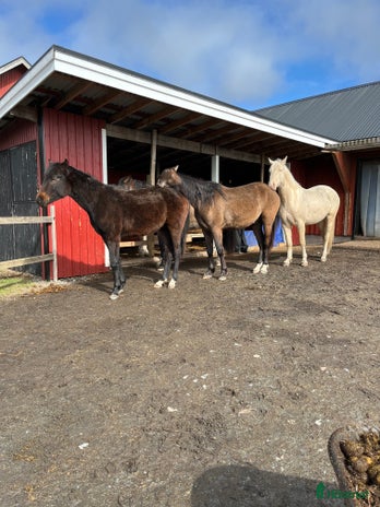 stallplats i Torslanda - Annons 14