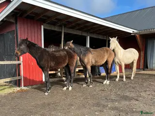 stallplats Lösdrift i Torslanda - Annons 5