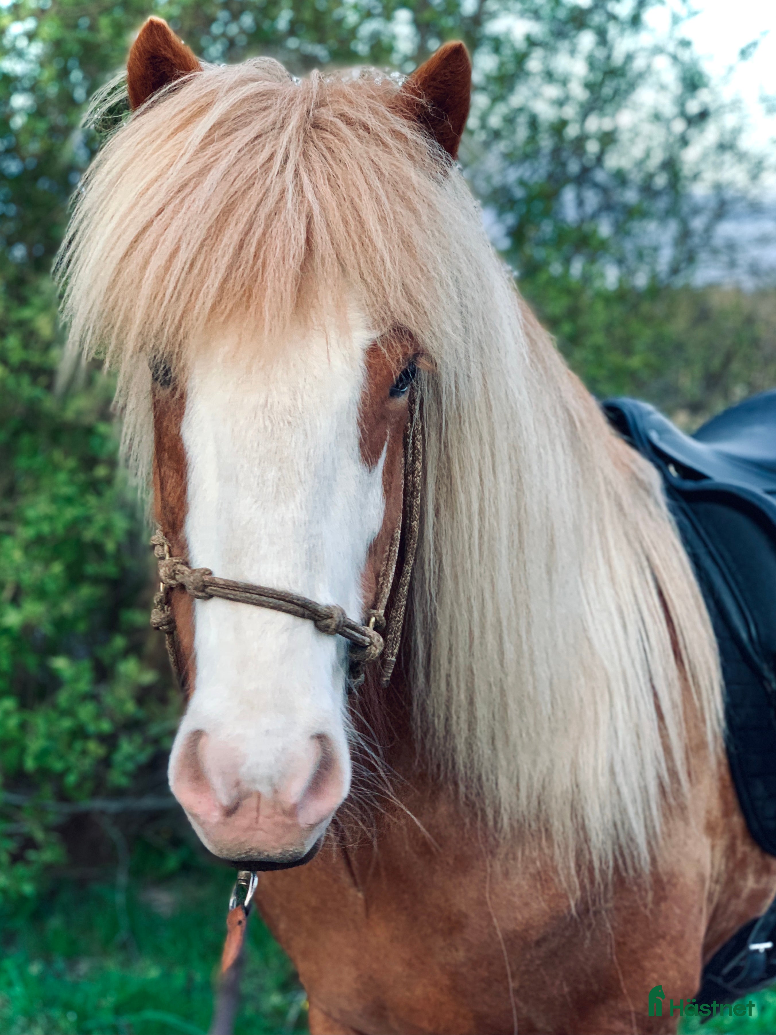  hästar Vår älskade Soldögg söker sin egen människa  i Köping - Annons 19