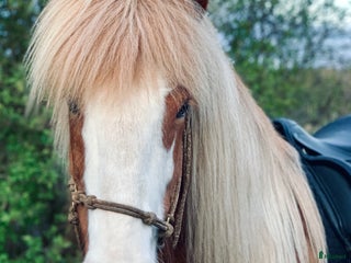 hästar Vår älskade Soldögg söker sin egen människa i Köping - Annons 16