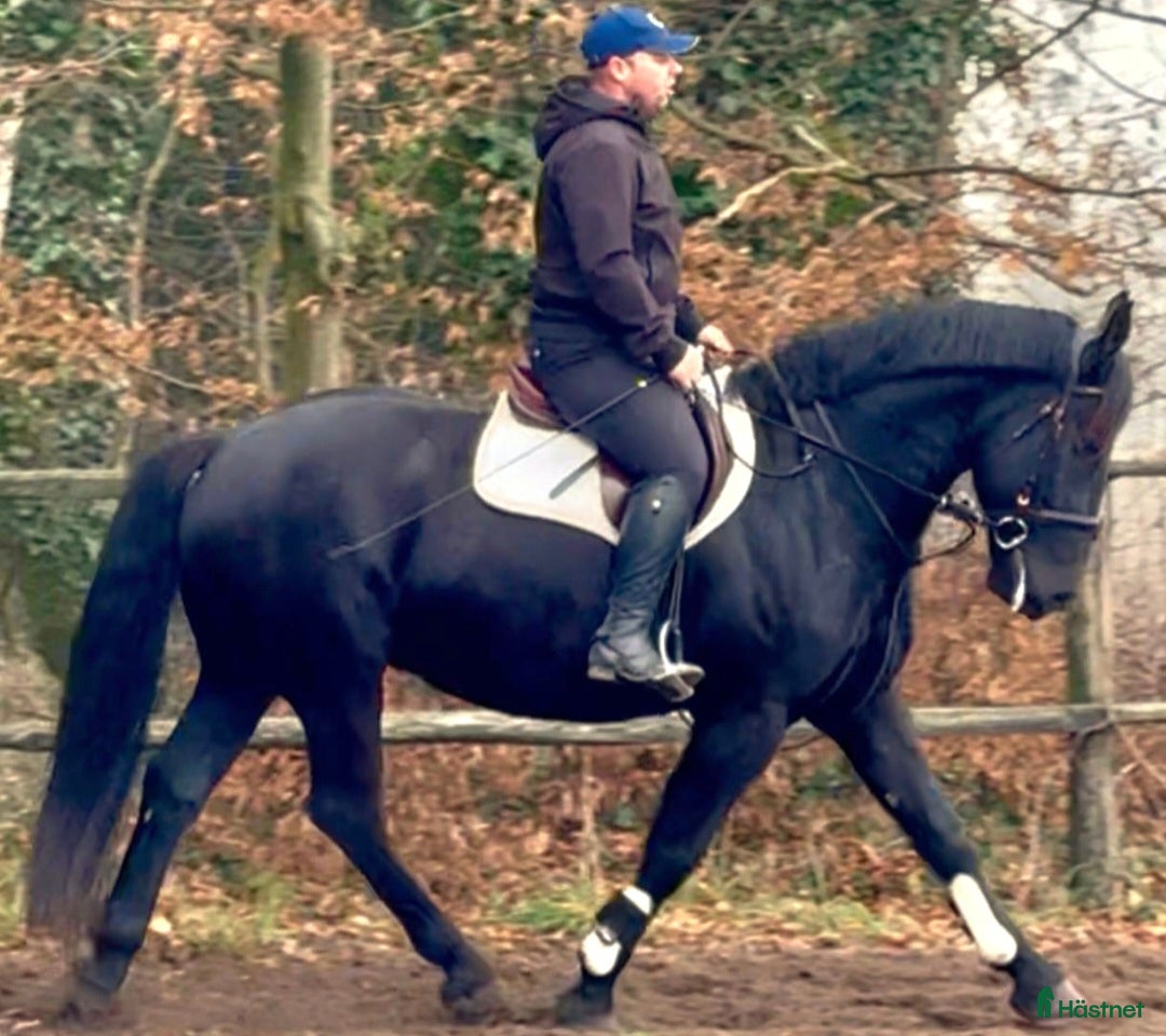 Allround hästar till salu: Bombproof allrounder for Christmas i Örsundsbro - Annons 3