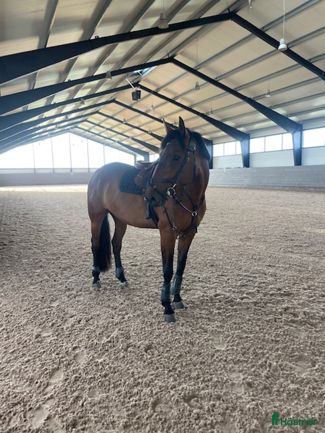 Hoppning hästar till salu: Topphäst Children/Junior Prissänkt! i Västra Frölunda - Annons 12