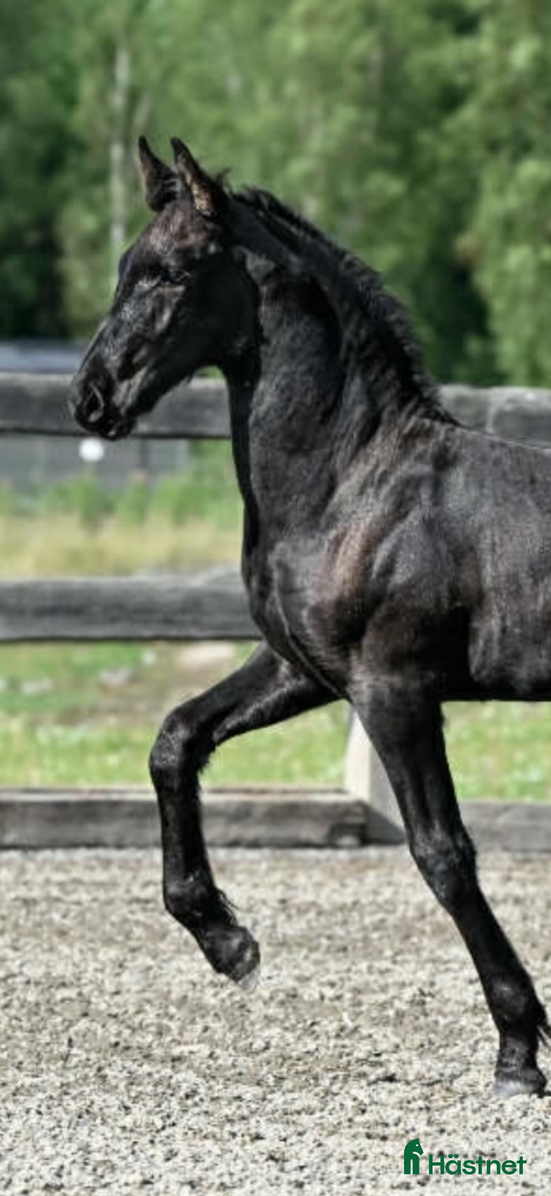 Allround hästar till salu: SÅLD! Fina Elliot af Ramsdalen är till salu i Ingarö - Annons 3