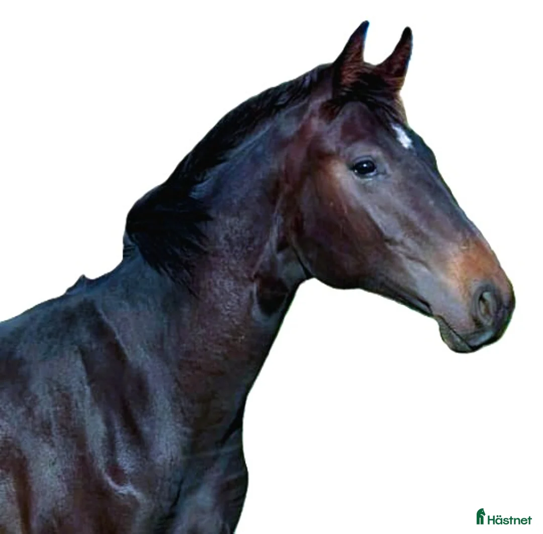 Dressyr hästar till salu: Välstammad bästa kompis av internationell modell - Annons 1