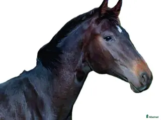 hästar Välstammad bästa kompis av internationell modell - Annons 16