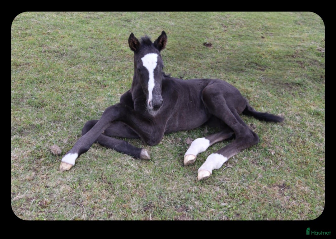  hästar Årets julklapp 🎁 Välstammat hingstföl i Stockaryd - Annons 3