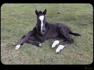 hästar Årets julklapp 🎁 Välstammat hingstföl i Stockaryd - Annons 2