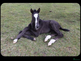 hästar Välstammad trevlig ettåring - Annons 17