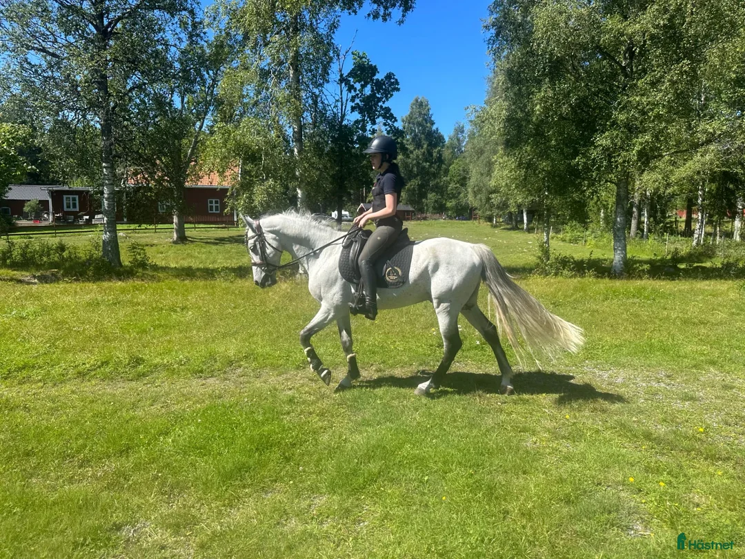 Allround hästar till salu: Fin valack till salu - Annons 1