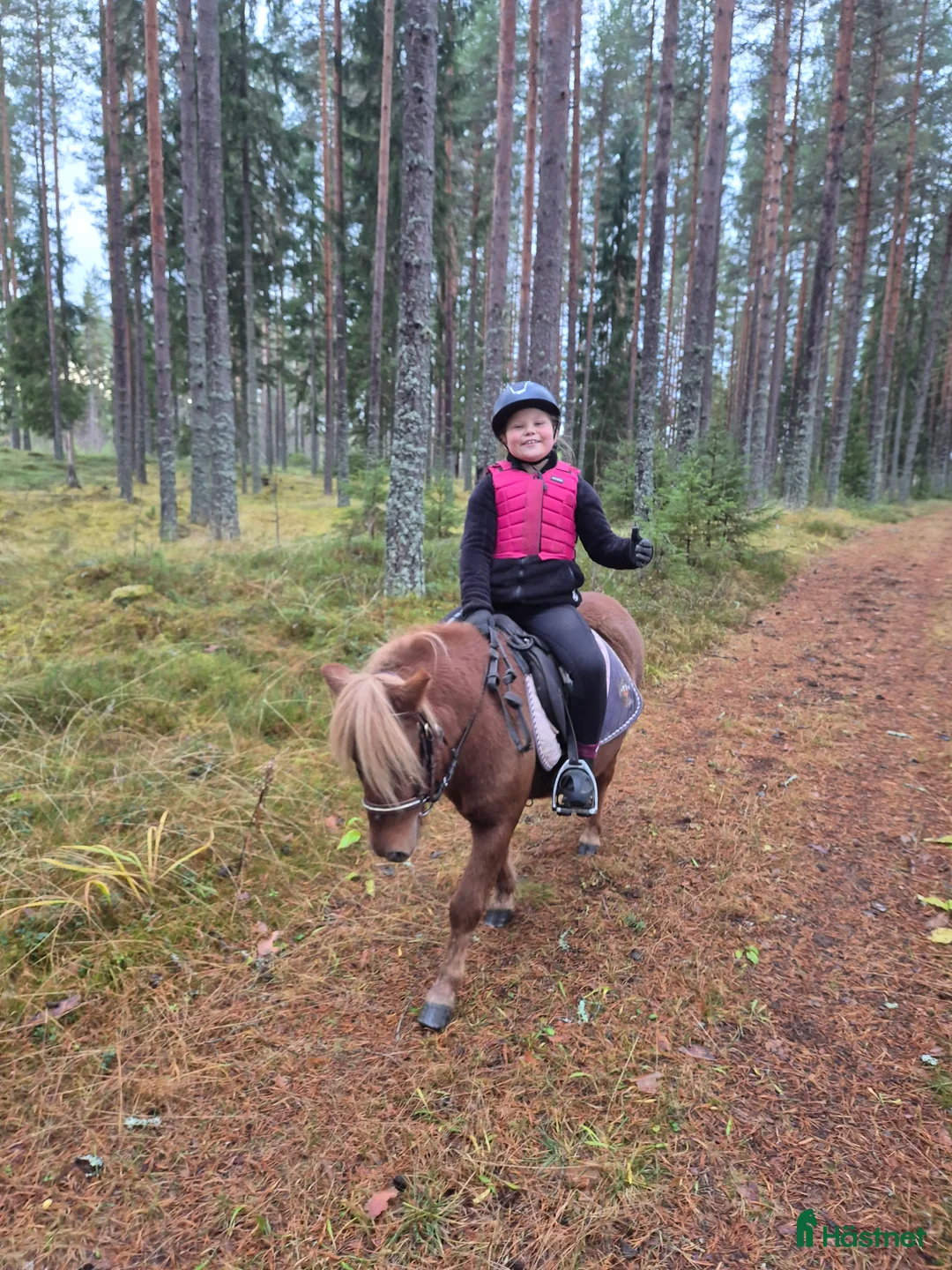 Trav hästar till salu: Film Shetlandsponny trav allround riden och körd  i Äppelbo - Annons 3