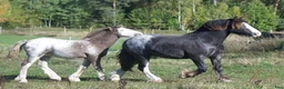 Allround hästar till salu: Irish Cob valack - Annons 2