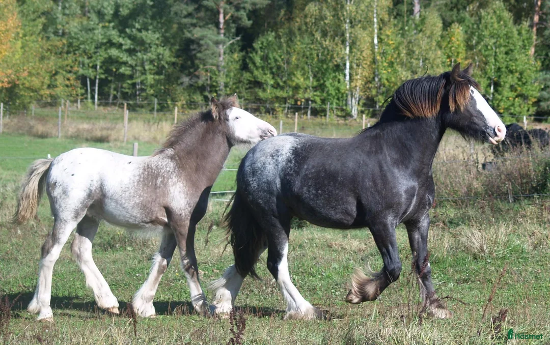 Allround hästar till salu: Irish Cob valack - Annons 2