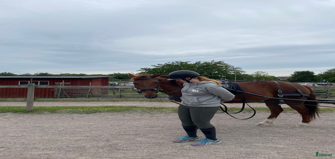 Galleribild {{count}}