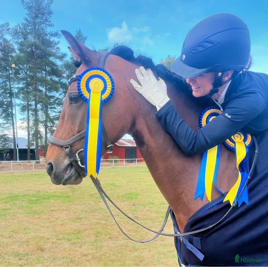 Dressyr hästar till salu: Lovande FEI-ponny i Lund - Annons 5