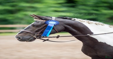  hästar i Riala - Annons 14