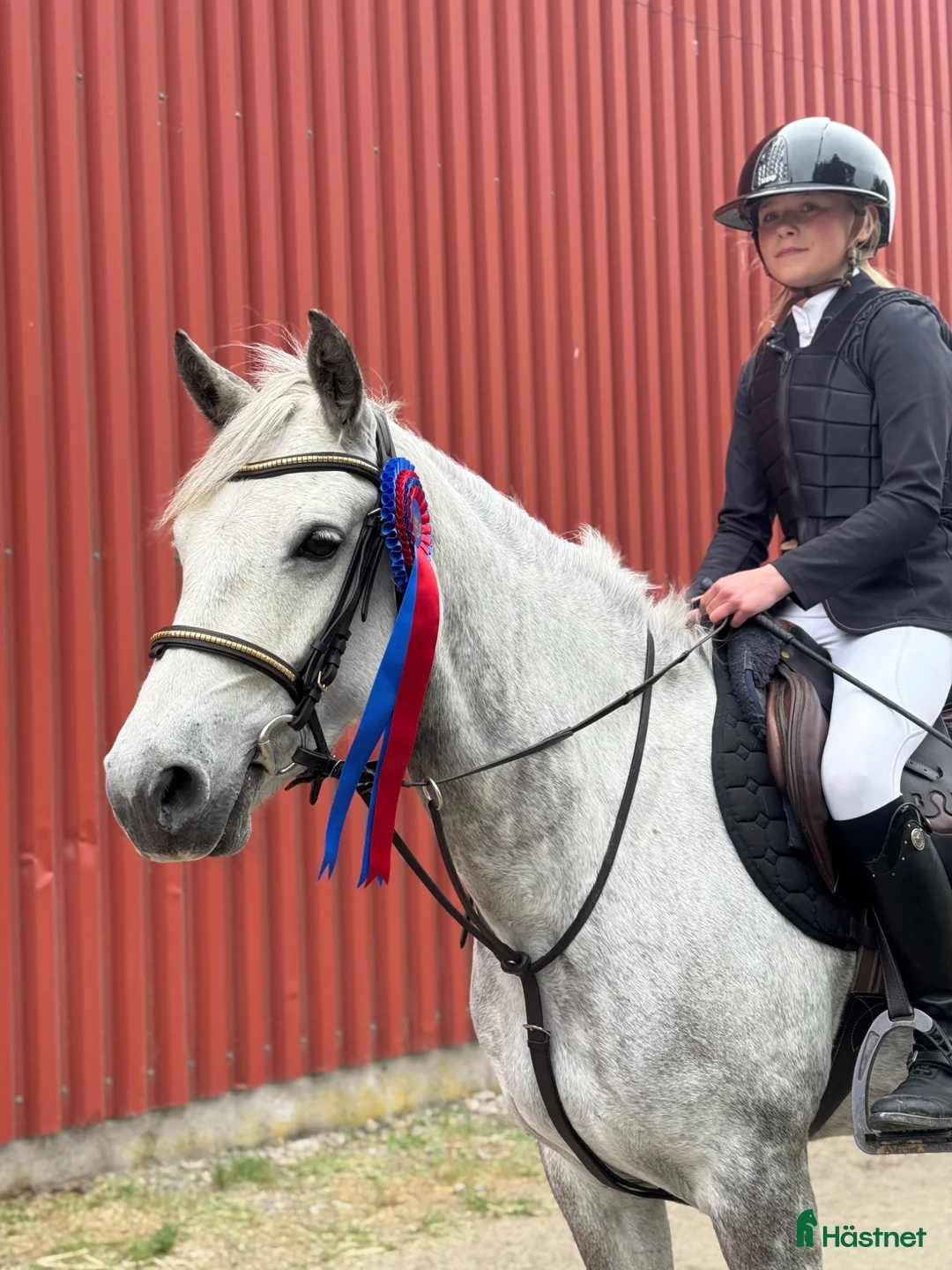 Hoppning hästar till salu: Ungponny SM 2026  - Annons 2