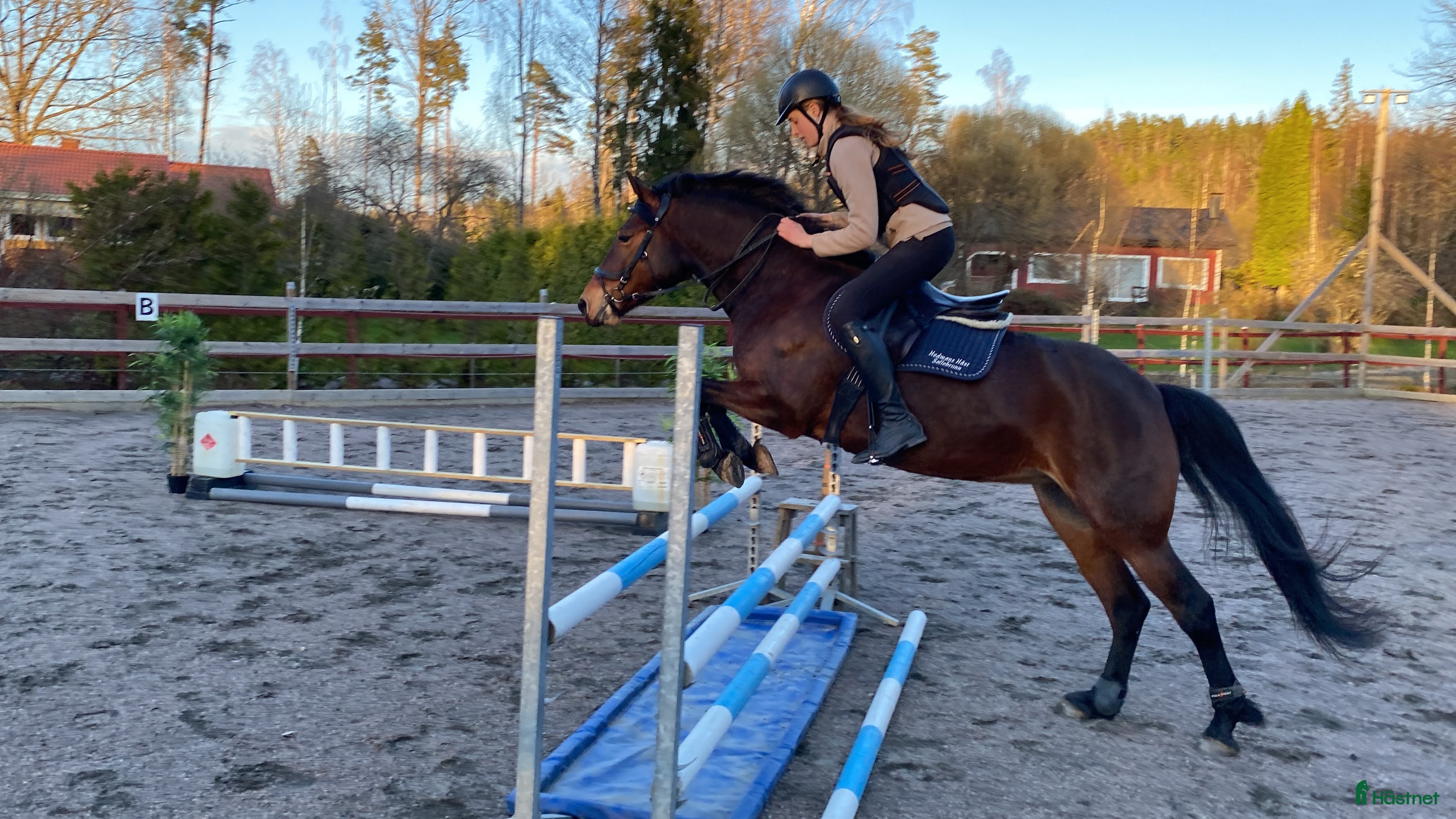  hästar Reserverad Fint D-ponnysto efter elithingst - Annons 1