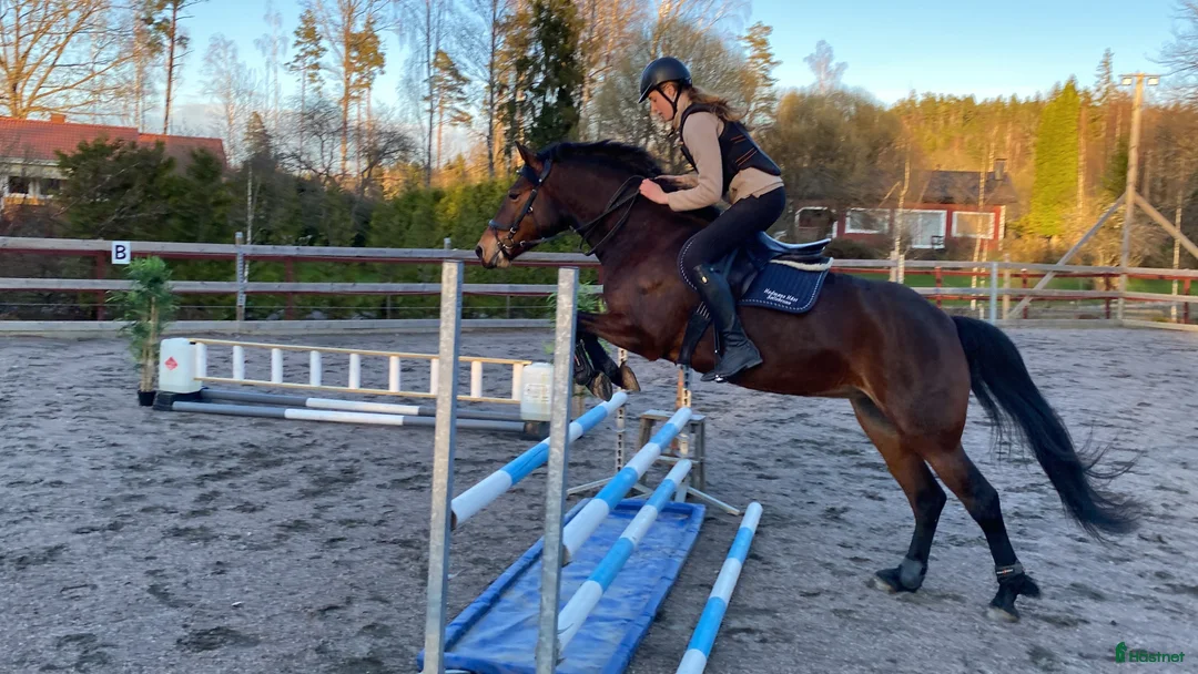 Allround hästar till salu: Reserverad Fint D-ponnysto efter elithingst - Annons 1