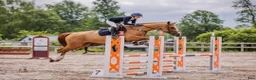 Hoppning hästar till salu: 2-års sto med prestationstam  - Annons 8
