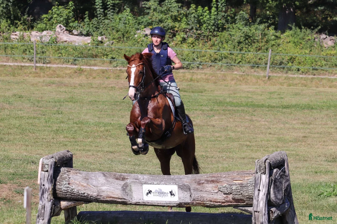 Fälttävlan hästar sökes: Söker häst för träning och tävling  i Holmsjö - Annons 4