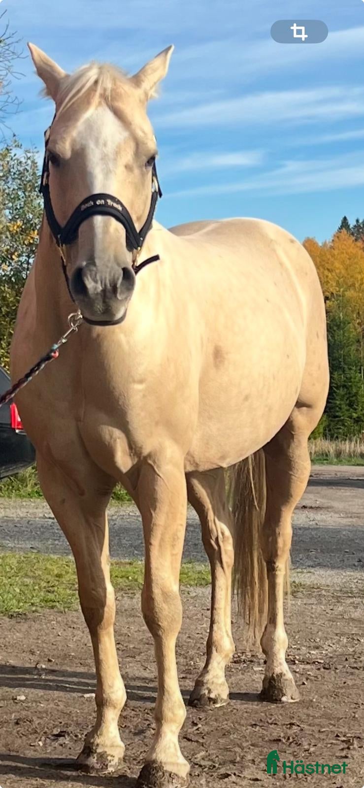  hästar Jättetrevlig kille i Norsborg - Annons 2