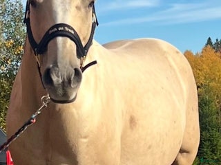 hästar Jättetrevlig kille i Norsborg - Annons 2