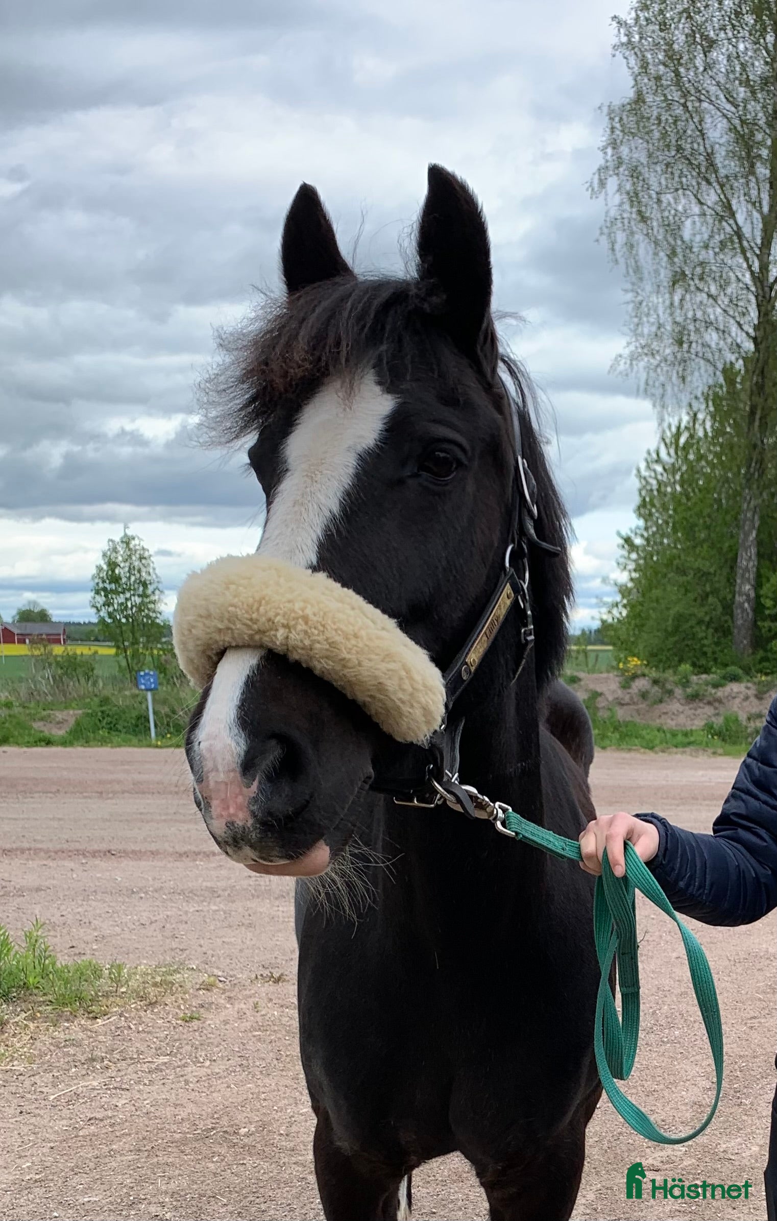  hästar Viktbärande maxad cponny i Tranås - Annons 13