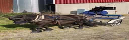 Övrigt hästar till salu: Musblack hingstföl född 21/5 i Strömsholm - Annons 6