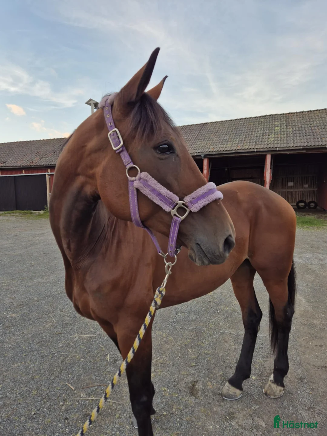 Avelshästar hästar till salu: Fint avelssto/allroundhäst med toppstam - Annons 3