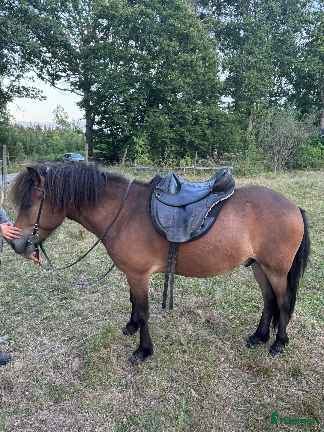 Island hästar till salu: Världens mysigaste 3 åring - en klok herre i Alvesta - Annons 3