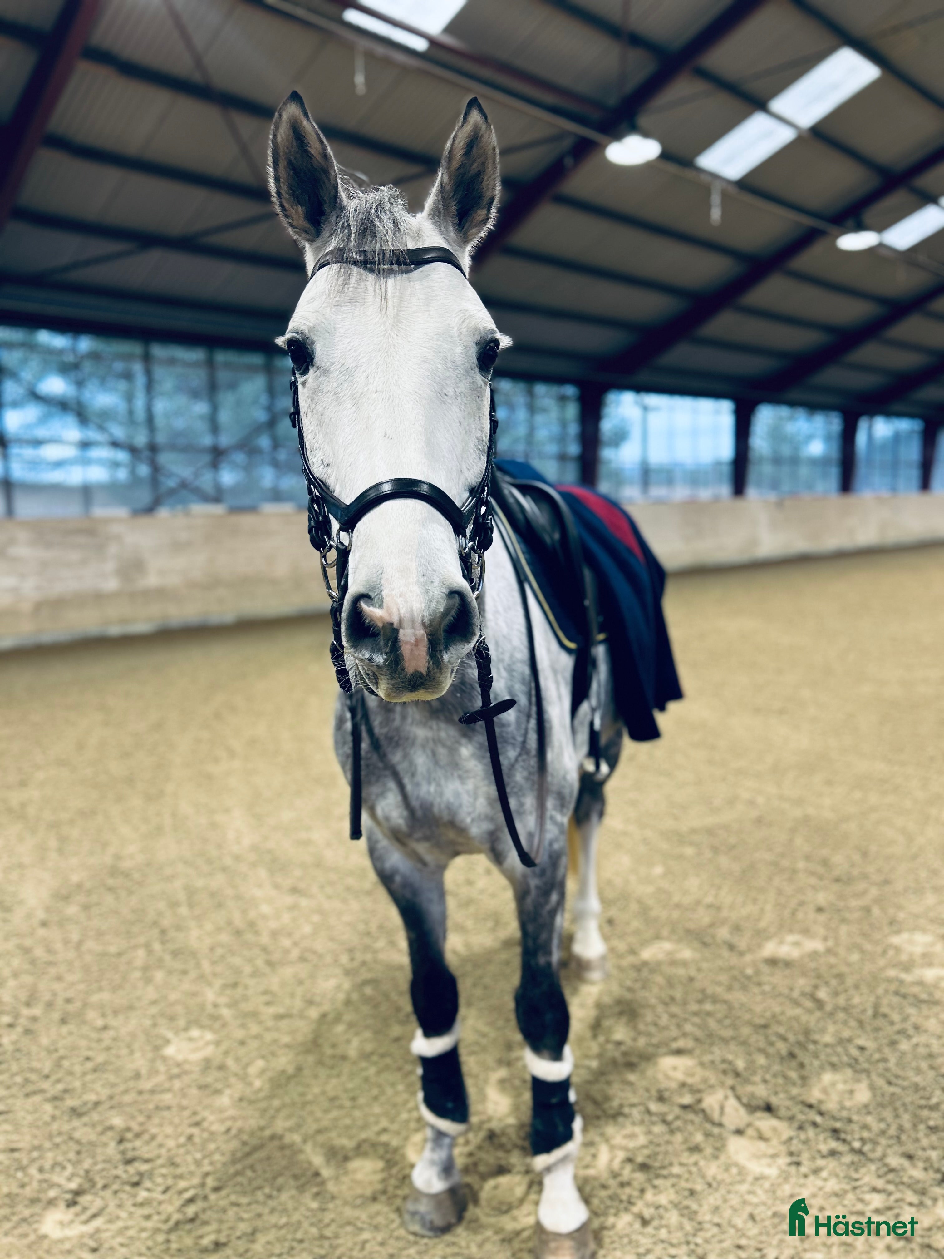  hästar 7 åring Kannan - Cardento  i Flyinge - Annons 15