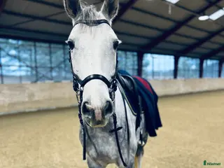 hästar 7 åring Kannan - Cardento i Flyinge - Annons 18