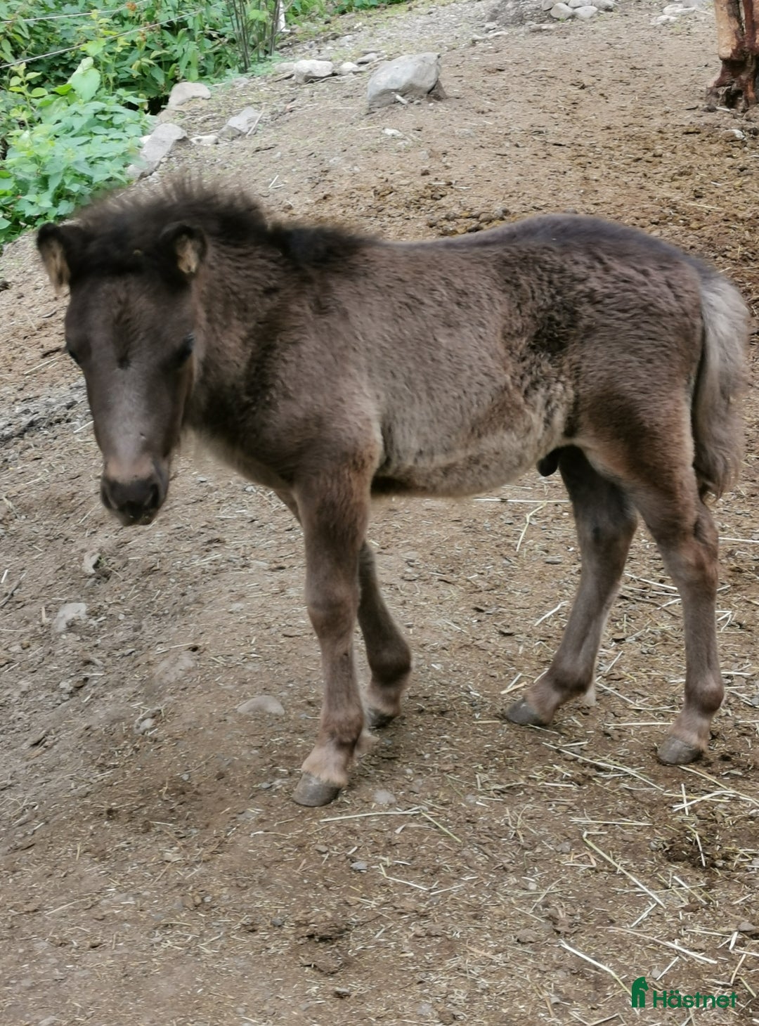 Allround hästar till salu: Shetlandsponny  i Häggenås - Annons 2