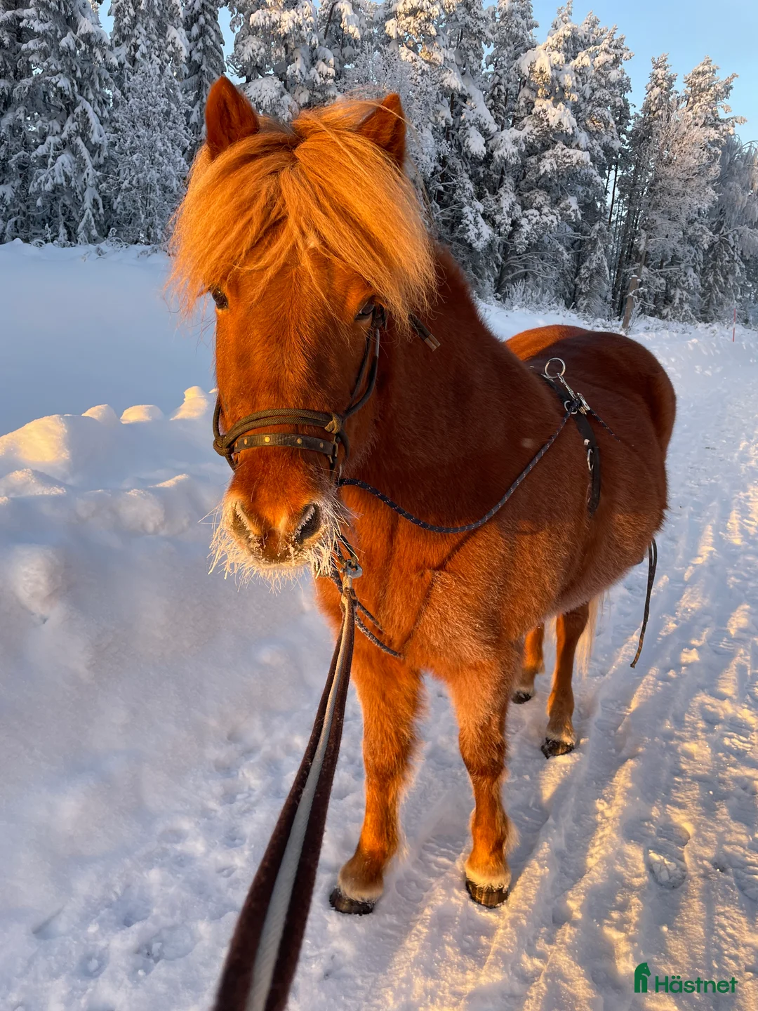 Island hästar till salu: Islandshäst  i Brunflo - Annons 4