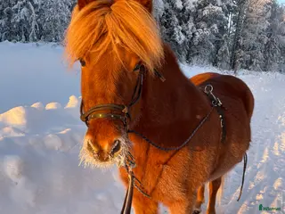 hästar Islandshäst - Annons 1