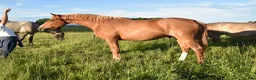 Hoppning hästar till salu: He.Ro Stud SUMMER SALE ! - Annons 6