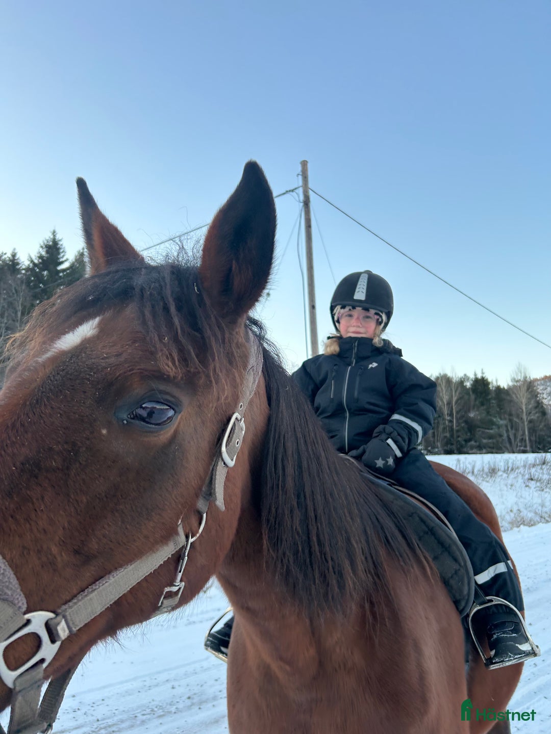 Allround hästar till salu: Snäll tjej söker nytt hem i Moliden - Annons 4