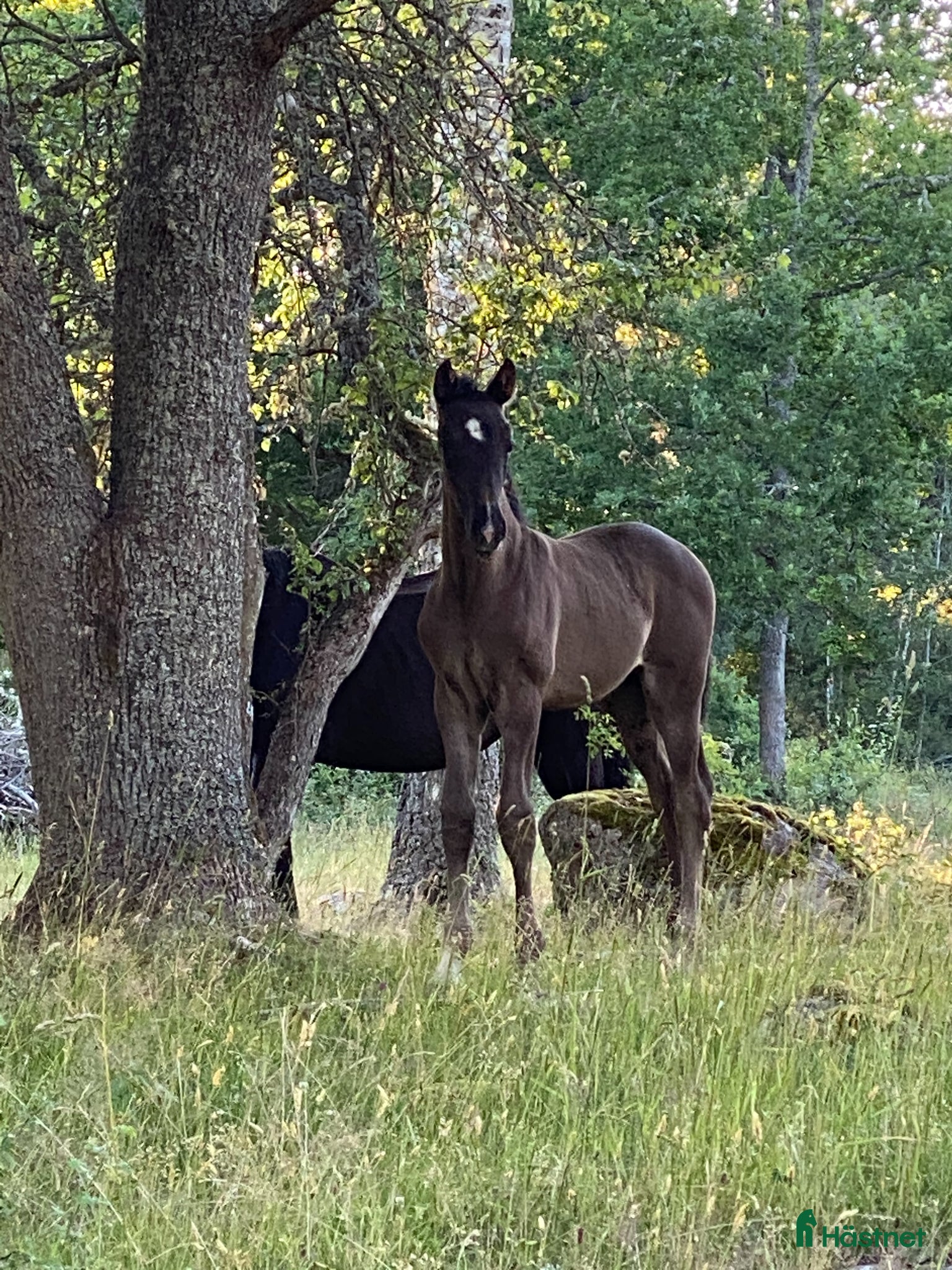  stallplats Sommarbete - Annons 1