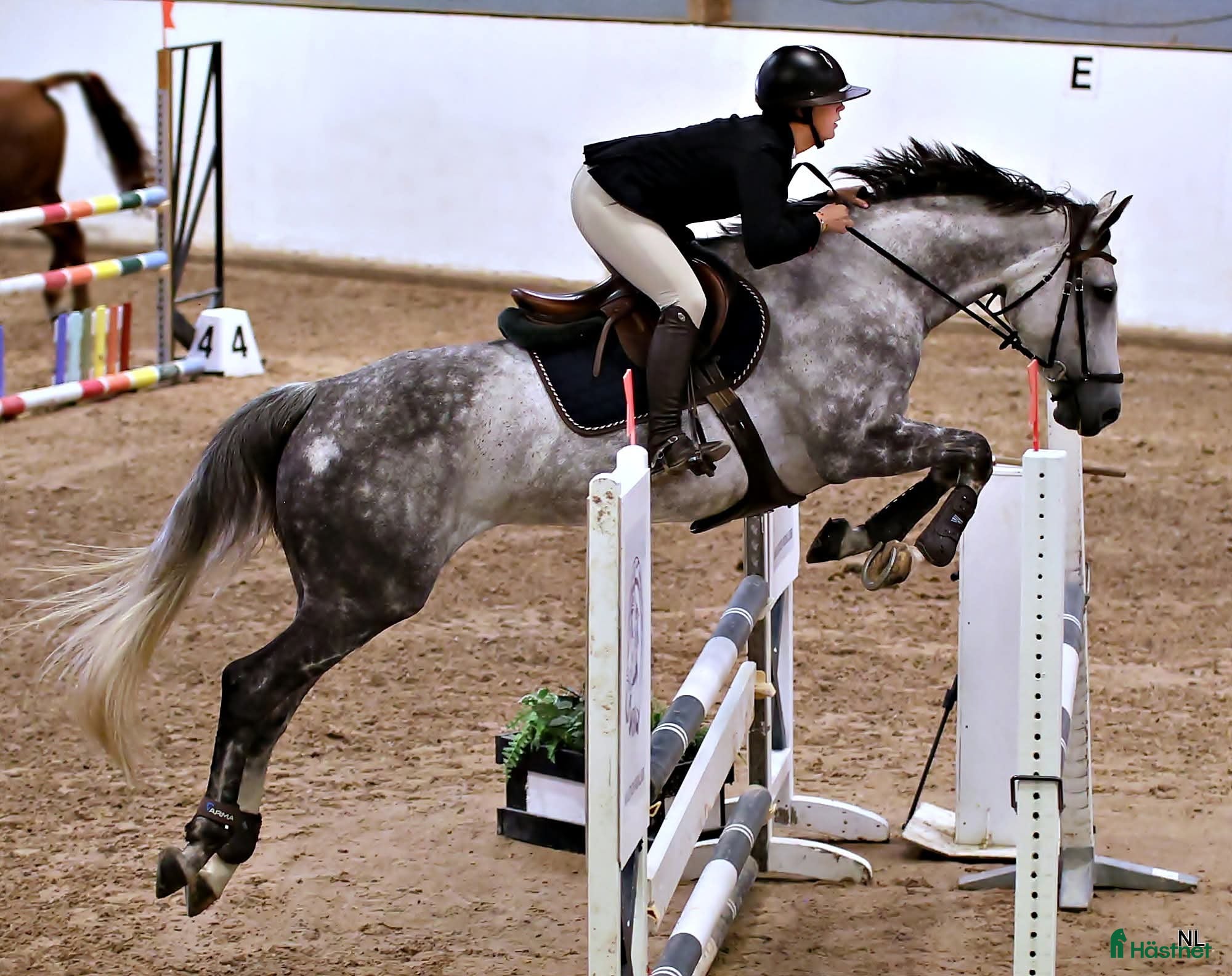  hästar Perfekt övergångshäst i Kil - Annons 12