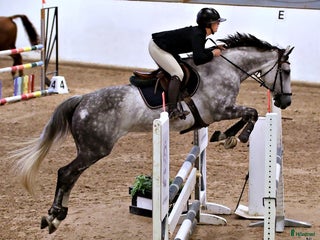 Hoppning hästar till salu: Perfekt övergångshäst i Kil - Annons 1