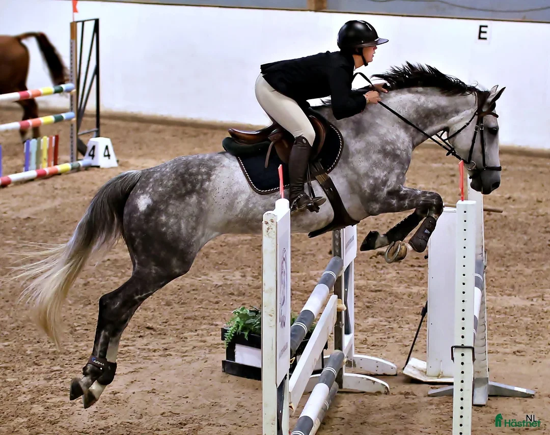 Hoppning hästar till salu: Perfekt övergångshäst i Kil - Annons 1