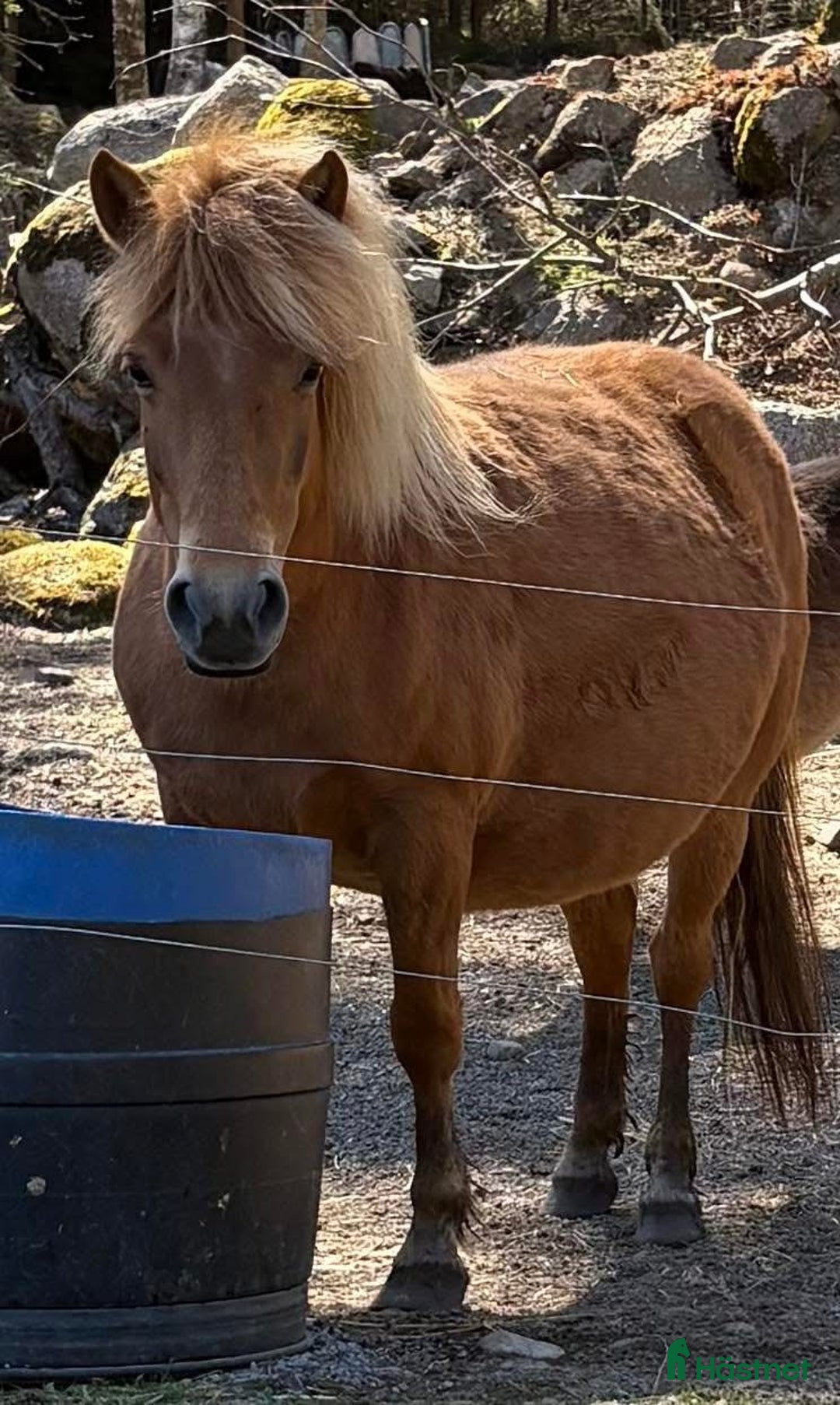 Allround hästar till salu: Fjord & Russ i Ulrika - Annons 3
