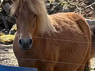 hästar Gotlandsruss & Shetland - Annons 18