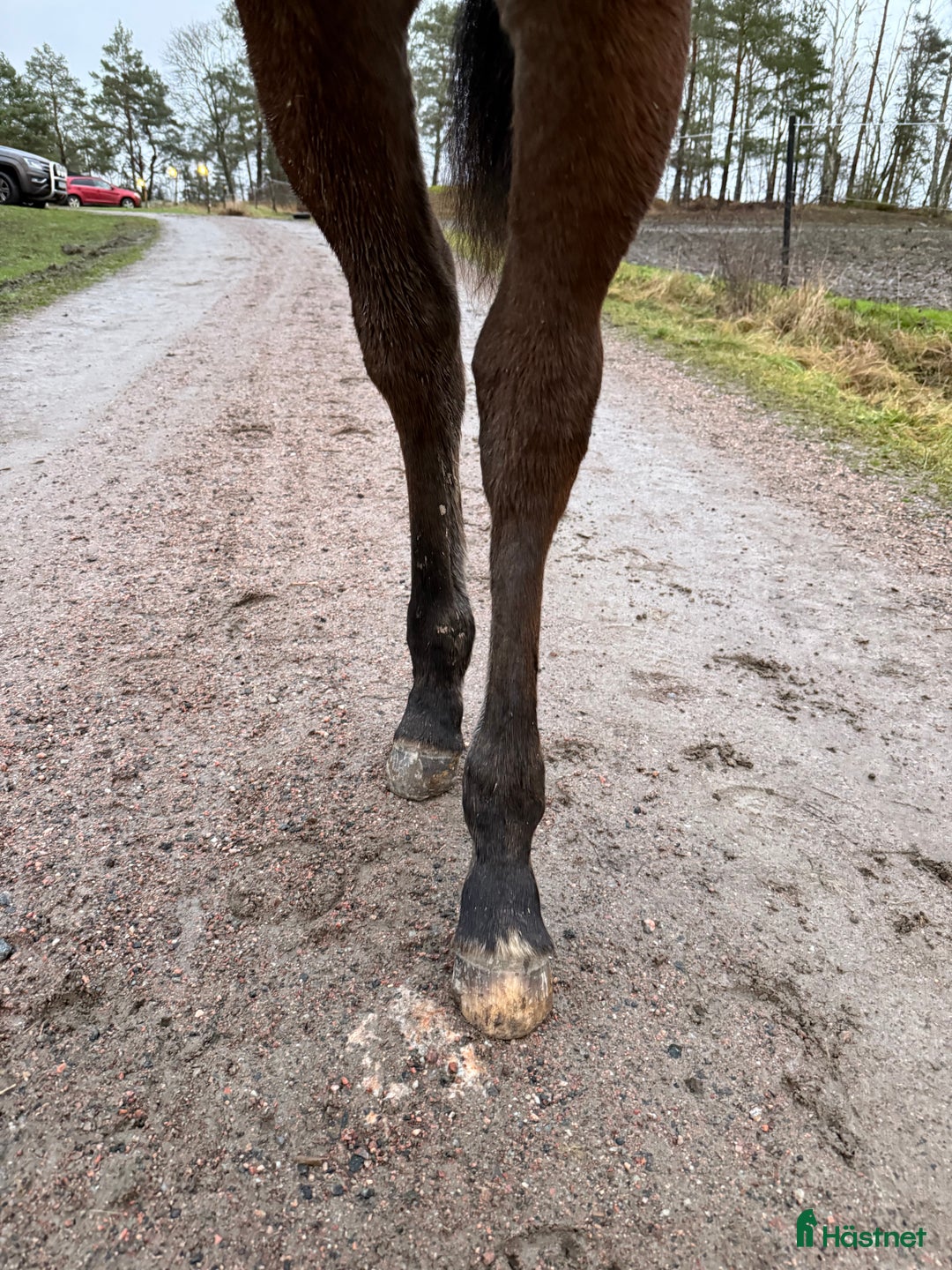 Trav hästar till salu: Nyfiken välhanterat årsföl e Hayden Hanover i Tystberga - Annons 5