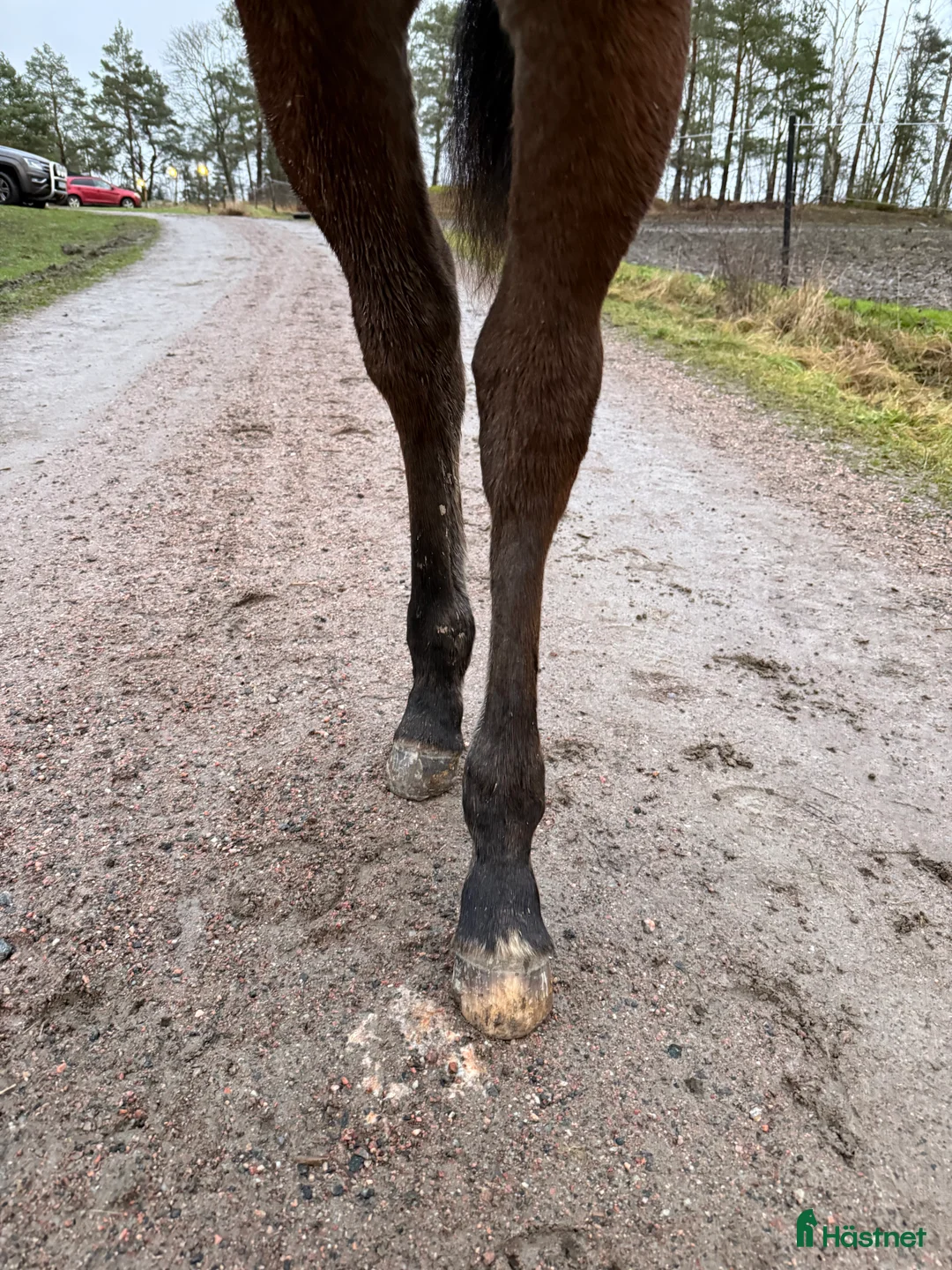Trav hästar till salu: Nyfiken välhanterat årsföl e Hayden Hanover i Tystberga - Annons 5