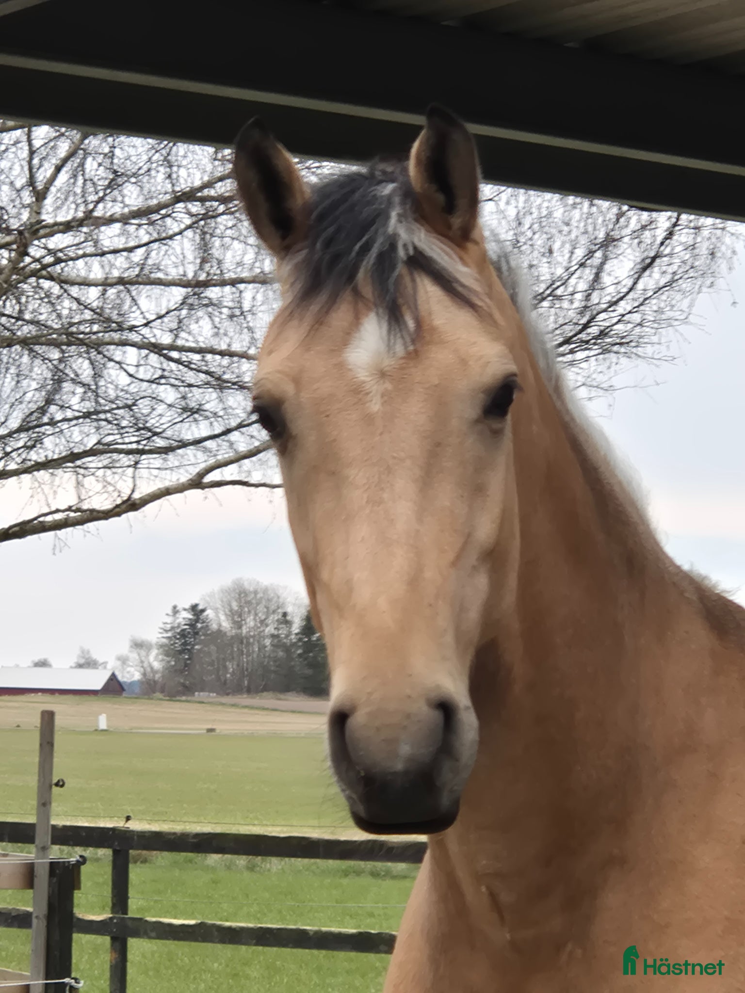  hästar Lovade 2-åring e.Zafferano - Annons 10