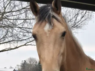 hästar Lovade 2-åring e.Zafferano - Annons 10