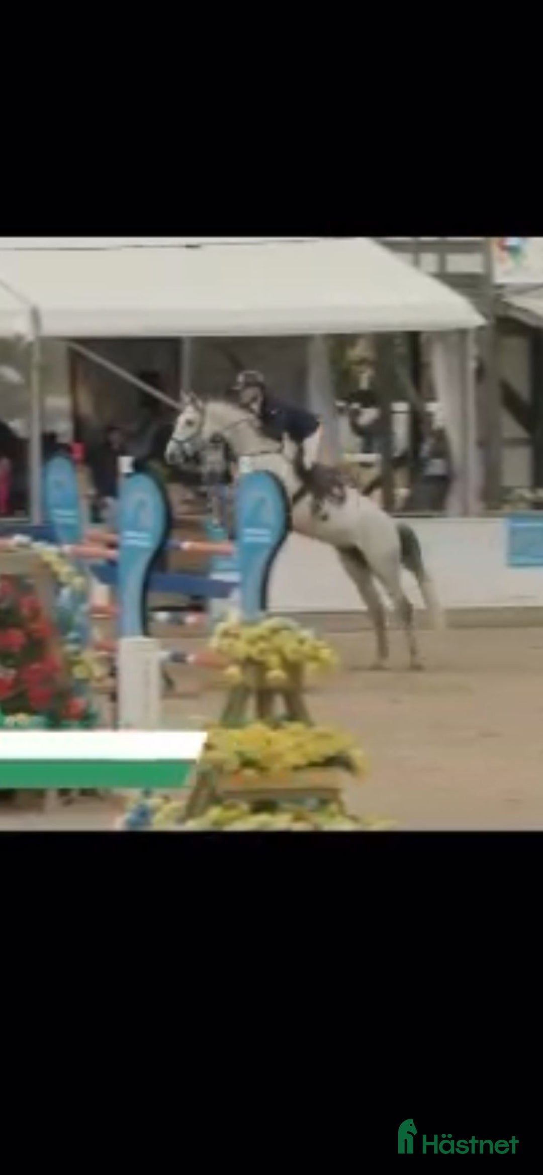 Hoppning hästar till salu: 2 fina kvalitetshästar i Söderköping - Annons 4