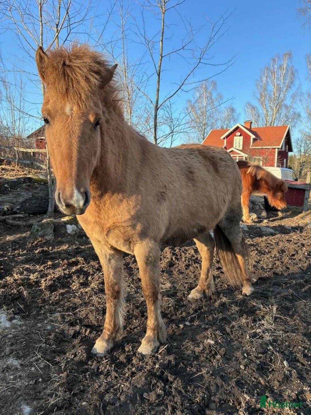 Island hästar till salu: Vackert rödblackt sto - Annons 9